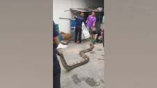 Evin Garajından Çıkan 6 Metrelik Piton