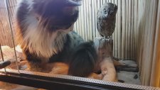 Kedi, Baykuş ve Kertenkele Dostluğu