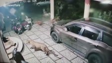 Leopar Saldırısından Yırtan Köpek