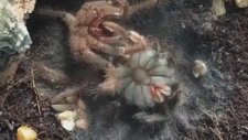 Tarantulanın Kabuk Değiştirme Anı
