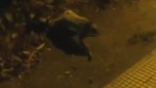 Gece Vakti Çalıların Arasından Yaratık Gibi Çıkan Tembel Hayvan