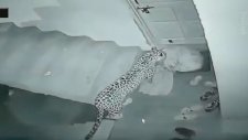 Leopar Saldırısından Yırtamayan Köpek