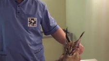 Veterinerin Tatlı Tutumundan Sonra Aşıya Razı Olan Vahşi Kedicik