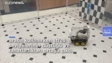 Araba Kullanarak Stres Atan Fareler