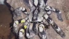 Çekirgeyi Saniyeler İçinde Tüketen Tarantula