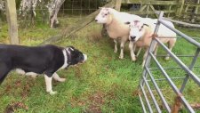 Çoban Köpeğinin Görevini Başarı ile Yerine Getirmesi