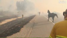 California Yangınlarında Ailesini Almak İçin Geri Dönen At