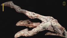 Velociraptor'un Brezilyalı Kuzeni Vespersaurus