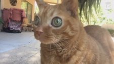 Gözleriyle Fark Yaratan Kedi