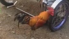 Kendi Yansımasına Atarlanan Horoz