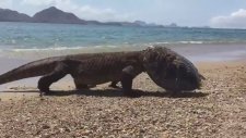 Komodo Ejderinin Kaplumbağa Avı
