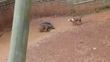 Domuz ile Pitbull Karşılaşması ve Sonucu