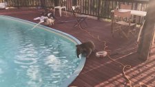 Su İçmek İçin Havuz Kenarına Gelen Koala
