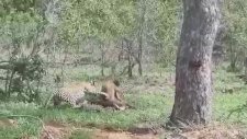 Leopar ile Sırtlan Arasındaki Tuhaf Kavga