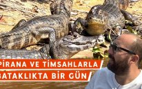 Pirana ve Timsahlarla Bataklıkta Bir Gün: PANTANAL