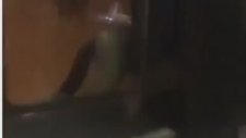 Dondum Anam Diye Bağıran Kedi