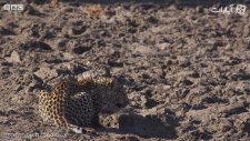 Kuruyan Nehirde İlk Defa Kedi Balığı Gören Leoparlar