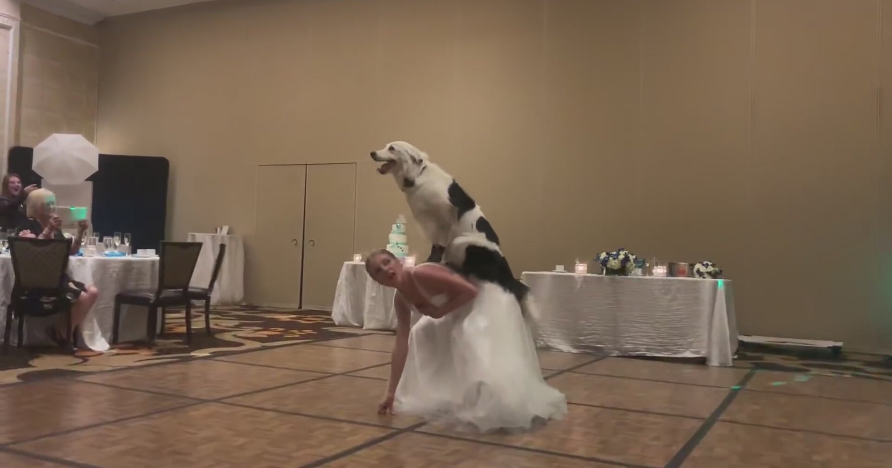 Sahibi ile Düğünde Dans Eden Köpek