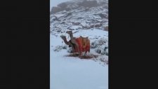 Kar Gören Develerin Şaşkınlığı