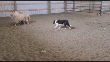 Başarıya İmza Atan Çoban Köpekleri
