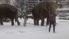 Sirkten Kaçan Filler Rusya Sokaklarında