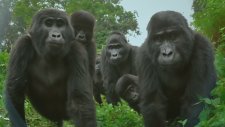 Gorillerin Robot Yavru Gorile Tepkileri