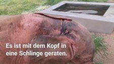 Ölümden Dönen Pembe (Albino) Fil Yavrusu Khanyisa
