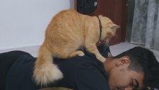 Sahibine Masaj Yapan Kedi