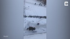 Sirkten Kaçan Fil Rusya Sokaklarında