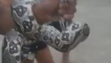 Piton Yılanına Burnunu Kaptıran Adam