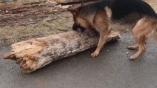 Miyop Köpek