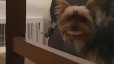 Sahibinin Takma Dişini Çalan Köpek
