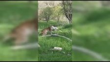 Kediyi Kapıp Götüren Vaşak