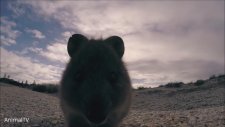 Kedi Boyunda Minyatür Kanguru Quokka