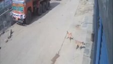 Leopar Saldırısından Son Anda Kurtulan Hintli