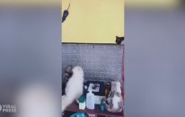 Ekrandaki Fareye Kitlenen Kediler