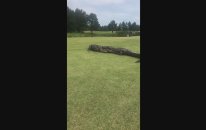 Golf Sahasında Kapışan Timsahlar
