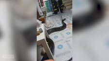 Oturma Odasından Çıkan Dev Piton