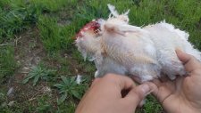Tavuğun Midesi Nerede? - Otopsi Yapıyorum