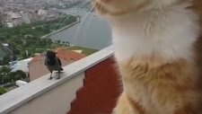 Kuzgun ile Kedinin Sohbeti