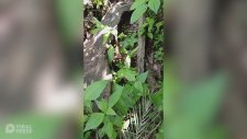 Doğaya Salınan Piton Yılanı