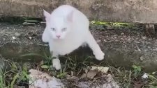 Duvaraltından Gecen Kedinin Şansı