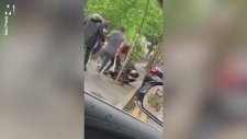 İngiltere'de Şiddete Uğrayan Polis