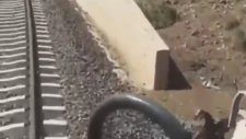 Tren Kazasında Hayatını Kaybeden Makinistin Keçilere Duyduğu Şefkat