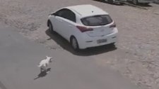 Engelli Köpeğini Sokağa Terk Eden Kadın