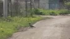 Kapışan Kedilere Gaz Veren Karga