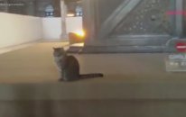 Ayasofya'nın Meşhur Kedisi Gli