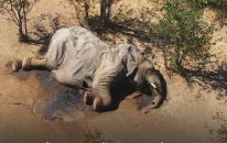 Güney Afrika'da Yüzlerce Filin Gizemli Şekilde Ölmesi