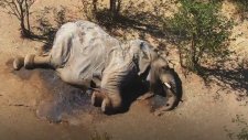 Güney Afrika'da Yüzlerce Filin Gizemli Şekilde Ölmesi