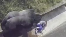 Hayvanat Bahçesinde Gorillerin Alanına Düşen Çocuk (1986)